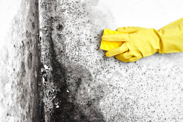 Reliable Scott City, MO Mold Removal Solutions