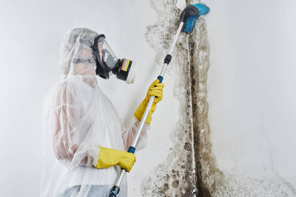 Best Fast Mold Removal  in Scott City, MO