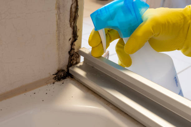 Best Attic Mold Removal  in Scott City, MO