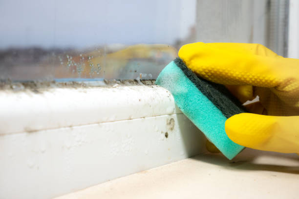 Best Residential Mold Removal  in Scott City, MO