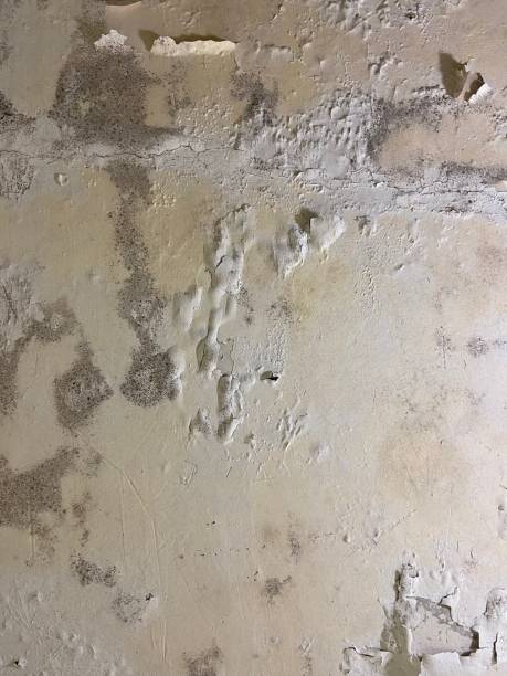 Best Mold Testing  in Scott City, MO