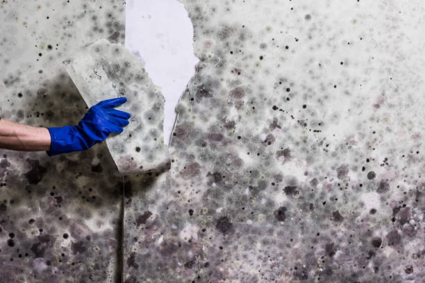 Best Mold Cleaning Services  in Scott City, MO