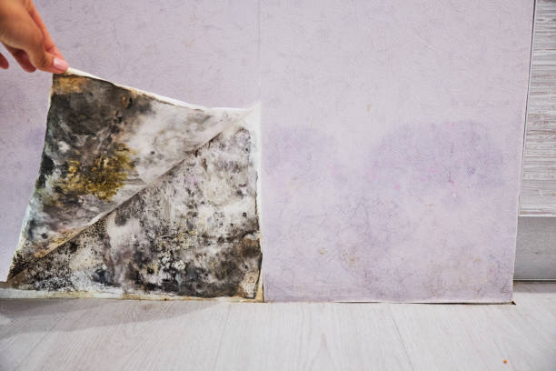 Best Certified Mold Removal  in Scott City, MO